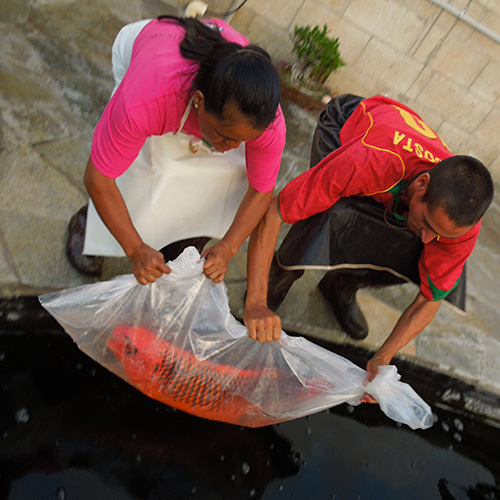 FISH TRANSPORT BAGS - 120cm x 45cm (100 Pieces) - Koi Pond - Koi Ponds in  Cyprus - Professional Koi Pond Equipment