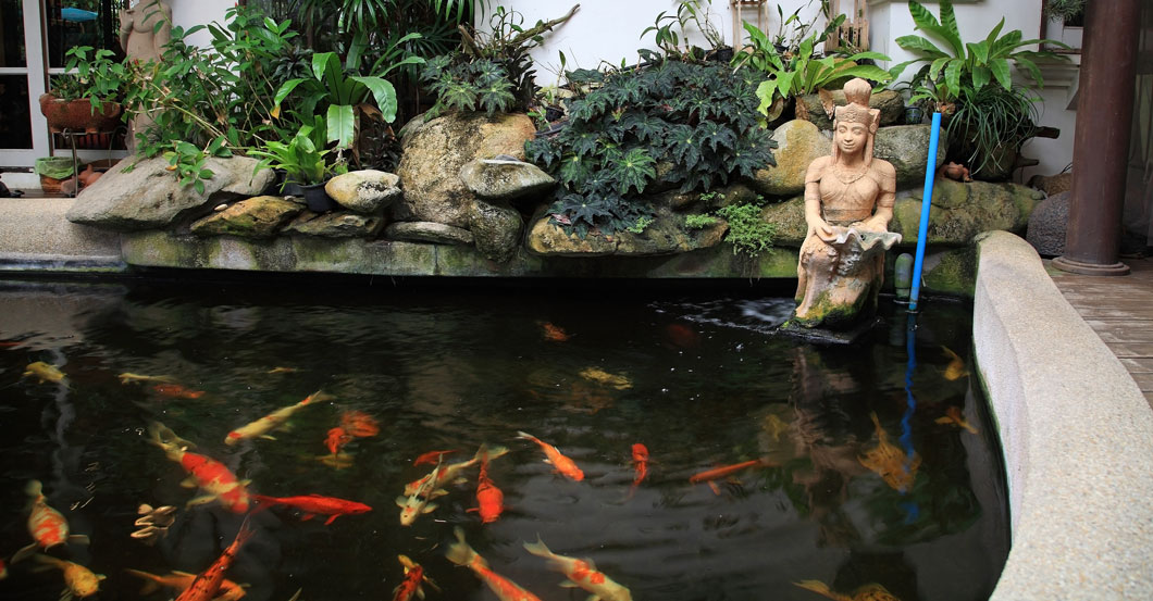 Buy Koi Pond Supplies: Online Store for All Your High Quality Accessories