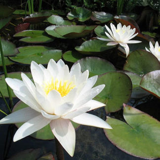 Live Water Lily