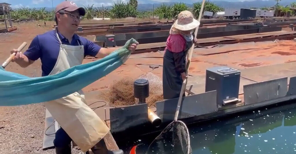 The Proper Use of Nets for Handling Koi Fish (with Explainer Videos