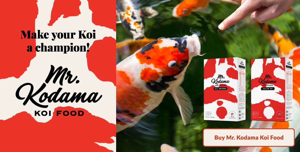 Buy Koi Pond Supplies: Online Store for All Your High Quality Accessories